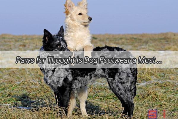 Paws for Thought Is Dog Footwear a Must or a Myth